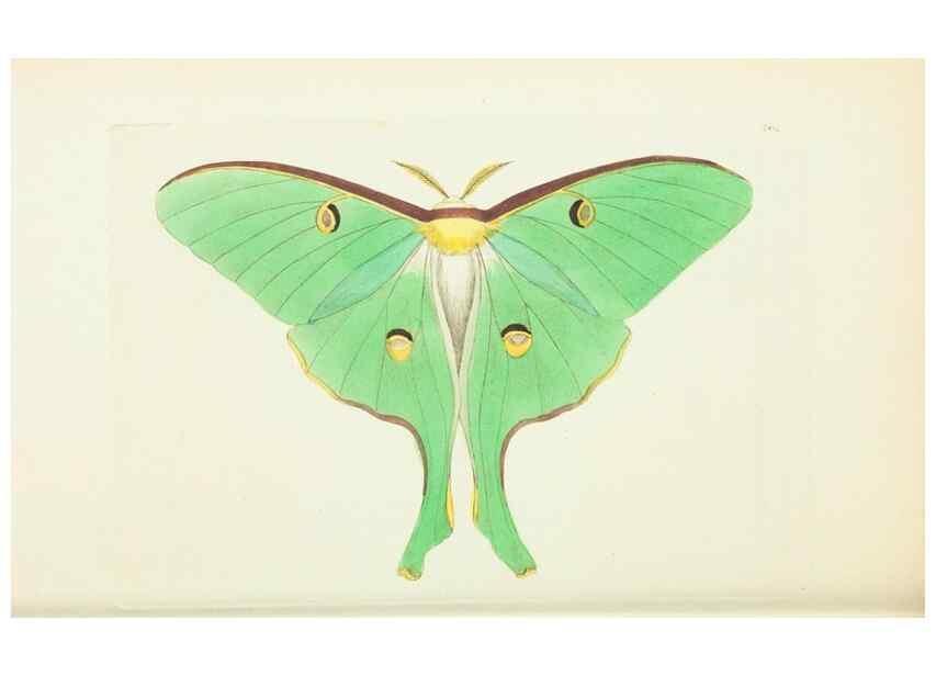 Reproducción/Reproduction 30656309051: The naturalist's miscellany, or Coloured figures of natural objects. London :Printed for Nodder & Co.,1789-1813