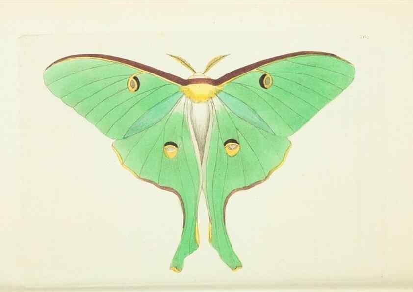 Reproducción/Reproduction 30656309051: The naturalist's miscellany, or Coloured figures of natural objects. London :Printed for Nodder & Co.,1789-1813