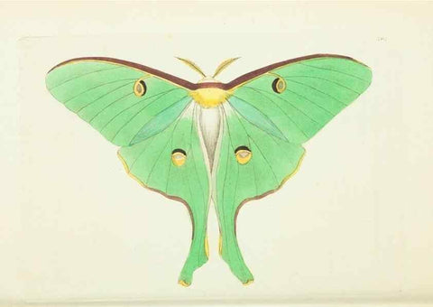 Reproducción/Reproduction 30656309051: The naturalist's miscellany, or Coloured figures of natural objects. London :Printed for Nodder & Co.,1789-1813