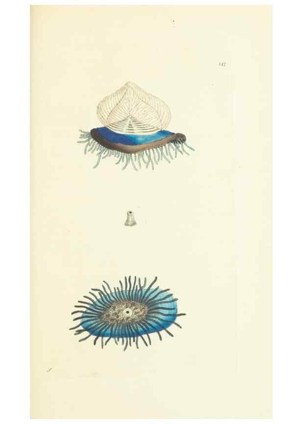 Reproducción/Reproduction 30706595676: The naturalist's miscellany, or Coloured figures of natural objects. London :Printed for Nodder & Co.,1789-1813