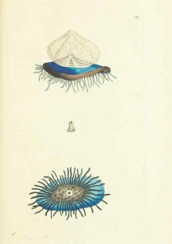 Reproducción/Reproduction 30706595676: The naturalist's miscellany, or Coloured figures of natural objects. London :Printed for Nodder & Co.,1789-1813
