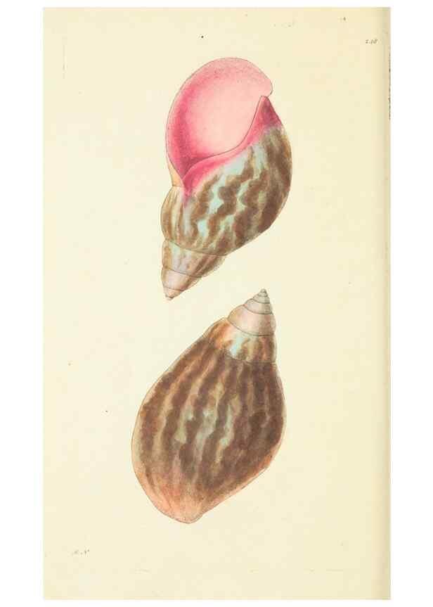 Reproducción/Reproduction 30706596616: The naturalist's miscellany, or Coloured figures of natural objects. London :Printed for Nodder & Co.,1789-1813