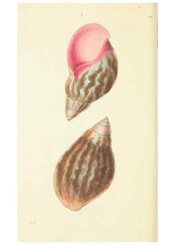 Reproducción/Reproduction 30706596616: The naturalist's miscellany, or Coloured figures of natural objects. London :Printed for Nodder & Co.,1789-1813