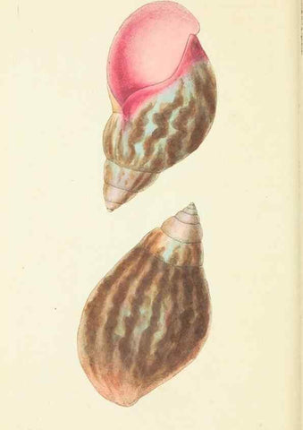 Reproducción/Reproduction 30706596616: The naturalist's miscellany, or Coloured figures of natural objects. London :Printed for Nodder & Co.,1789-1813
