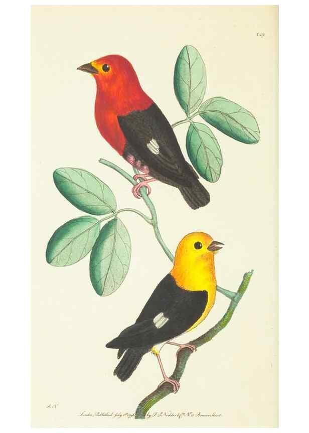 Reproducción/Reproduction 30626569222: The naturalist's miscellany, or Coloured figures of natural objects. London :Printed for Nodder & Co.,1789-1813