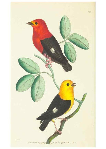 Reproducción/Reproduction 30626569222: The naturalist's miscellany, or Coloured figures of natural objects. London :Printed for Nodder & Co.,1789-1813