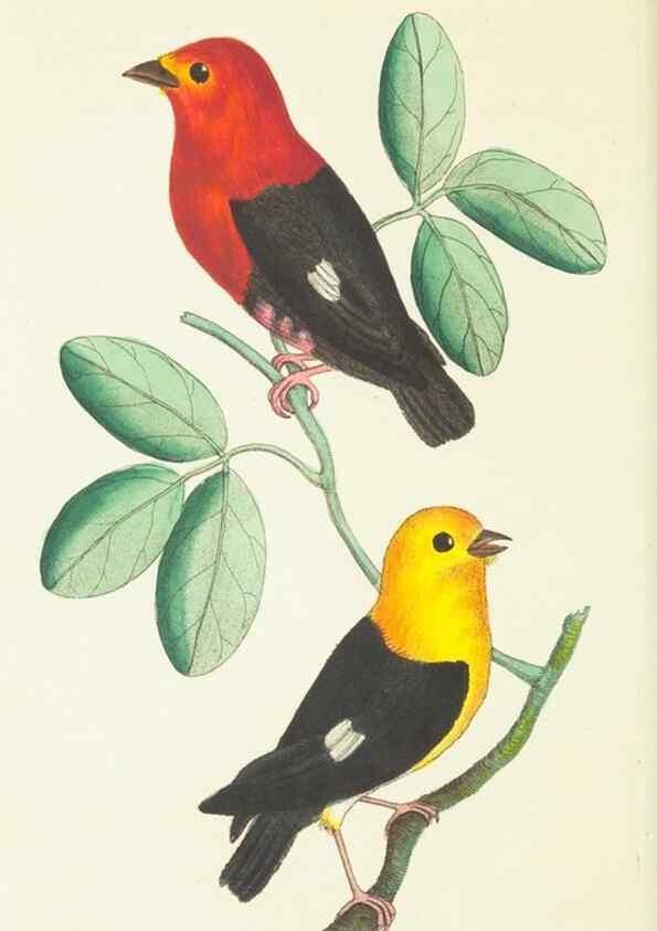 Reproducción/Reproduction 30626569222: The naturalist's miscellany, or Coloured figures of natural objects. London :Printed for Nodder & Co.,1789-1813