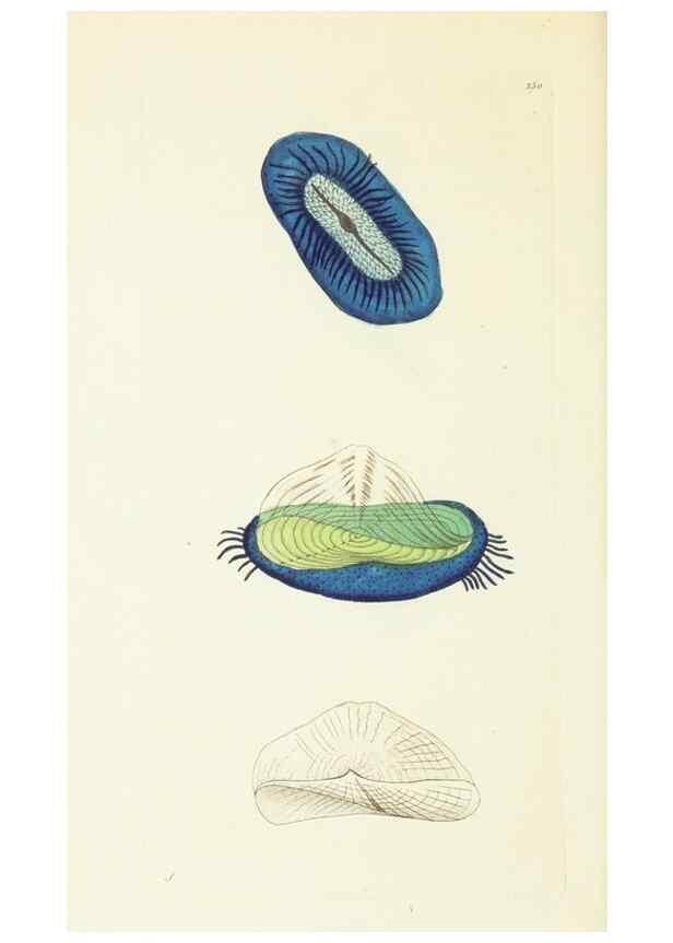 Reproducción/Reproduction 30626569892: The naturalist's miscellany, or Coloured figures of natural objects. London :Printed for Nodder & Co.,1789-1813
