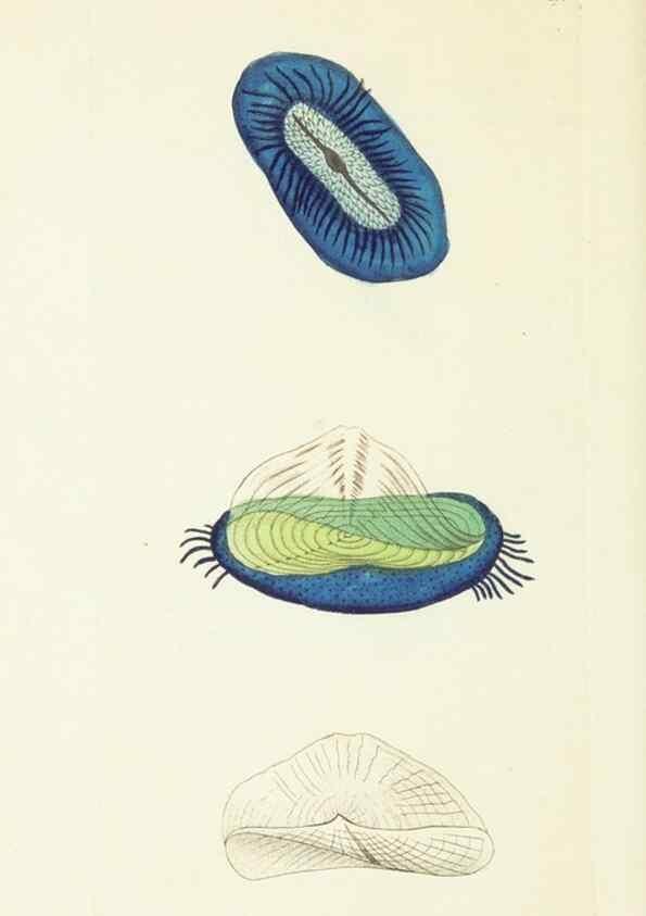 Reproducción/Reproduction 30626569892: The naturalist's miscellany, or Coloured figures of natural objects. London :Printed for Nodder & Co.,1789-1813