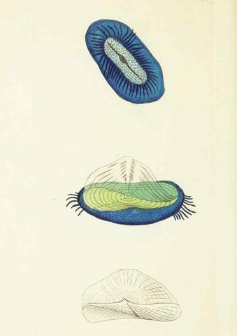 Reproducción/Reproduction 30626569892: The naturalist's miscellany, or Coloured figures of natural objects. London :Printed for Nodder & Co.,1789-1813