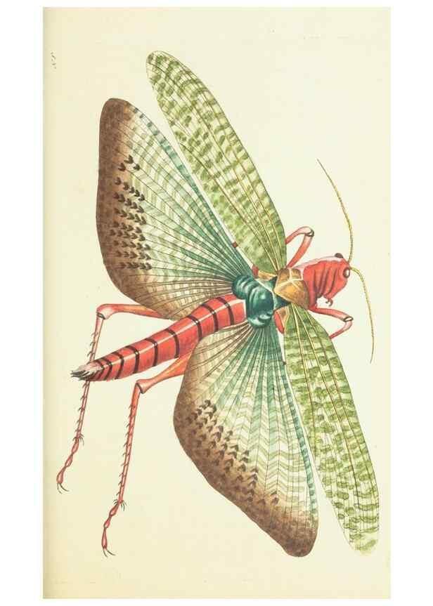 Reproducción/Reproduction 30107832913: The naturalist's miscellany, or Coloured figures of natural objects. London :Printed for Nodder & Co.,1789-1813