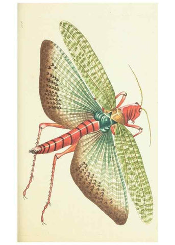 Reproducción/Reproduction 30107832913: The naturalist's miscellany, or Coloured figures of natural objects. London :Printed for Nodder & Co.,1789-1813