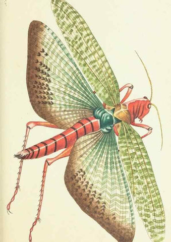 Reproducción/Reproduction 30107832913: The naturalist's miscellany, or Coloured figures of natural objects. London :Printed for Nodder & Co.,1789-1813