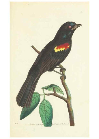 Reproducción/Reproduction 30107833523: The naturalist's miscellany, or Coloured figures of natural objects. London :Printed for Nodder & Co.,1789-1813