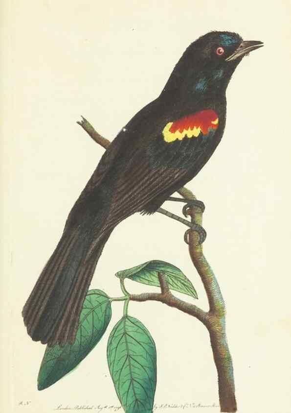 Reproducción/Reproduction 30107833523: The naturalist's miscellany, or Coloured figures of natural objects. London :Printed for Nodder & Co.,1789-1813