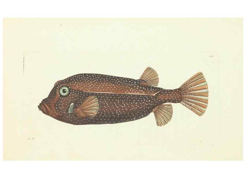 Reproducción/Reproduction 30655091991: The naturalist's miscellany, or Coloured figures of natural objects. London :Printed for Nodder & Co.,1789-1813