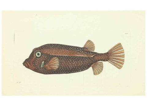 Reproducción/Reproduction 30655091991: The naturalist's miscellany, or Coloured figures of natural objects. London :Printed for Nodder & Co.,1789-1813