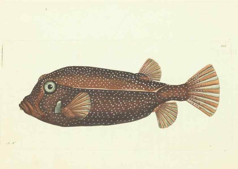 Reproducción/Reproduction 30655091991: The naturalist's miscellany, or Coloured figures of natural objects. London :Printed for Nodder & Co.,1789-1813