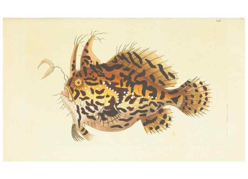 Reproducción/Reproduction 30442758270: The naturalist's miscellany, or Coloured figures of natural objects. London :Printed for Nodder & Co.,1789-1813