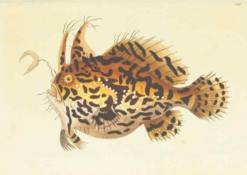 Reproducción/Reproduction 30442758270: The naturalist's miscellany, or Coloured figures of natural objects. London :Printed for Nodder & Co.,1789-1813