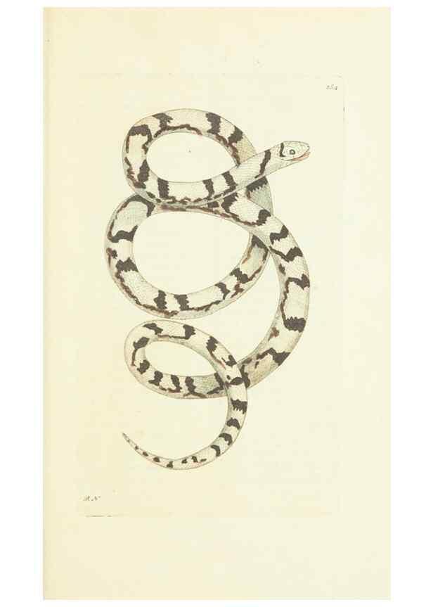 Reproducción/Reproduction 30107834663: The naturalist's miscellany, or Coloured figures of natural objects. London :Printed for Nodder & Co.,1789-1813