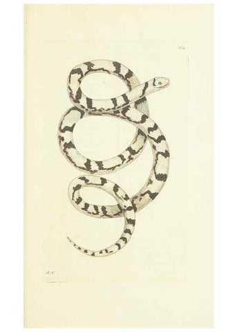 Reproducción/Reproduction 30107834663: The naturalist's miscellany, or Coloured figures of natural objects. London :Printed for Nodder & Co.,1789-1813