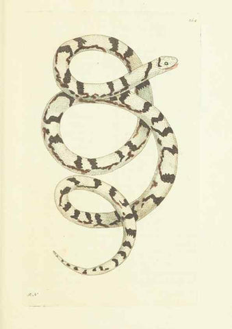 Reproducción/Reproduction 30107834663: The naturalist's miscellany, or Coloured figures of natural objects. London :Printed for Nodder & Co.,1789-1813