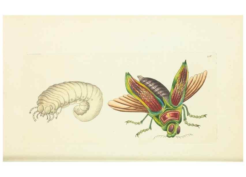 Reproducción/Reproduction 30656297221: The naturalist's miscellany, or Coloured figures of natural objects. London :Printed for Nodder & Co.,1789-1813