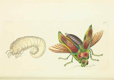 Reproducción/Reproduction 30656297221: The naturalist's miscellany, or Coloured figures of natural objects. London :Printed for Nodder & Co.,1789-1813