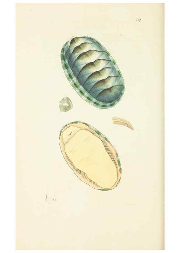 Reproducción/Reproduction 30656298891: The naturalist's miscellany, or Coloured figures of natural objects. London :Printed for Nodder & Co.,1789-1813
