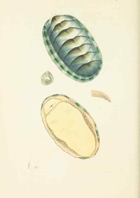 Reproducción/Reproduction 30656298891: The naturalist's miscellany, or Coloured figures of natural objects. London :Printed for Nodder & Co.,1789-1813