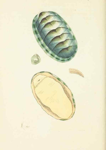Reproducción/Reproduction 30656298891: The naturalist's miscellany, or Coloured figures of natural objects. London :Printed for Nodder & Co.,1789-1813