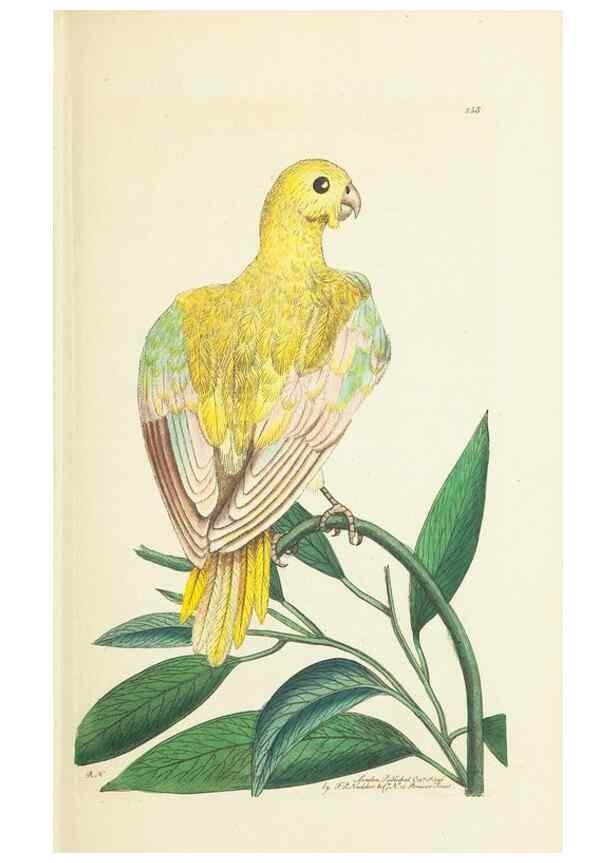 Reproducción/Reproduction 30656300701: The naturalist's miscellany, or Coloured figures of natural objects. London :Printed for Nodder & Co.,1789-1813