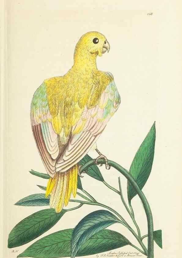 Reproducción/Reproduction 30656300701: The naturalist's miscellany, or Coloured figures of natural objects. London :Printed for Nodder & Co.,1789-1813