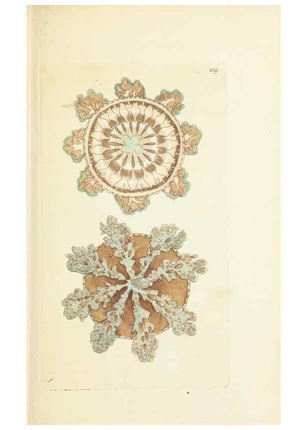 Reproducción/Reproduction 30656302441: The naturalist's miscellany, or Coloured figures of natural objects. London :Printed for Nodder & Co.,1789-1813