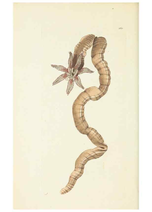 Reproducción/Reproduction 30656304161: The naturalist's miscellany, or Coloured figures of natural objects. London :Printed for Nodder & Co.,1789-1813