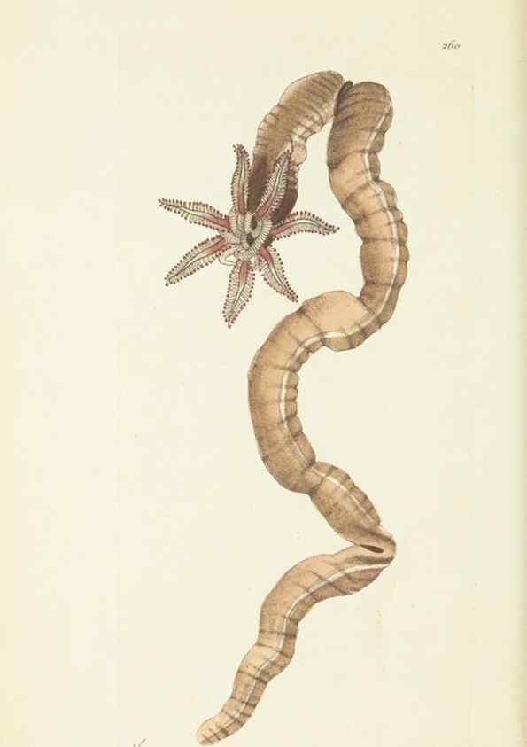 Reproducción/Reproduction 30656304161: The naturalist's miscellany, or Coloured figures of natural objects. London :Printed for Nodder & Co.,1789-1813