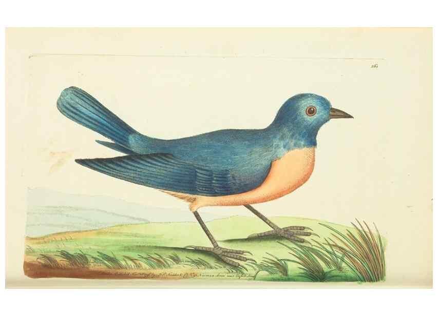 Reproducción/Reproduction 30112370114: The naturalist's miscellany, or Coloured figures of natural objects. London :Printed for Nodder & Co.,1789-1813