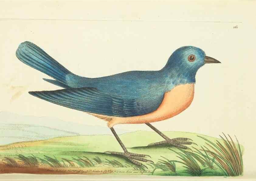 Reproducción/Reproduction 30112370114: The naturalist's miscellany, or Coloured figures of natural objects. London :Printed for Nodder & Co.,1789-1813