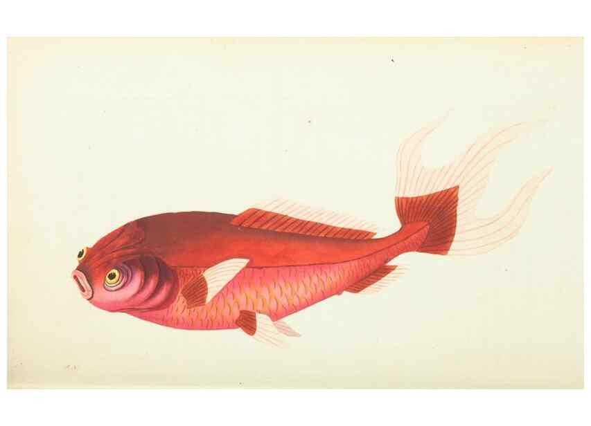 Reproducción/Reproduction 30112373264: The naturalist's miscellany, or Coloured figures of natural objects. London :Printed for Nodder & Co.,1789-1813