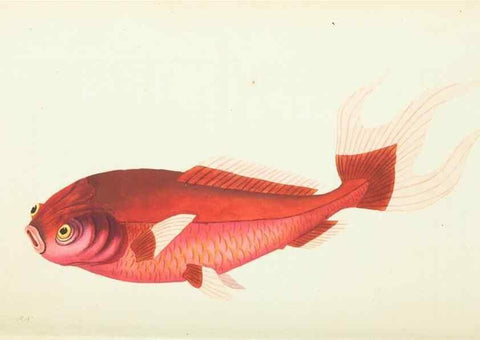Reproducción/Reproduction 30112373264: The naturalist's miscellany, or Coloured figures of natural objects. London :Printed for Nodder & Co.,1789-1813