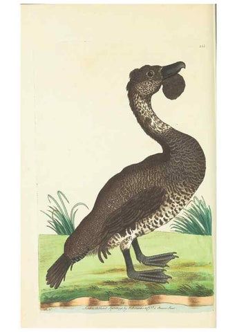 Reproducción/Reproduction 30656295441: The naturalist's miscellany, or Coloured figures of natural objects. London :Printed for Nodder & Co.,1789-1813