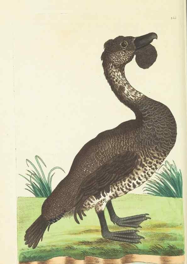 Reproducción/Reproduction 30656295441: The naturalist's miscellany, or Coloured figures of natural objects. London :Printed for Nodder & Co.,1789-1813
