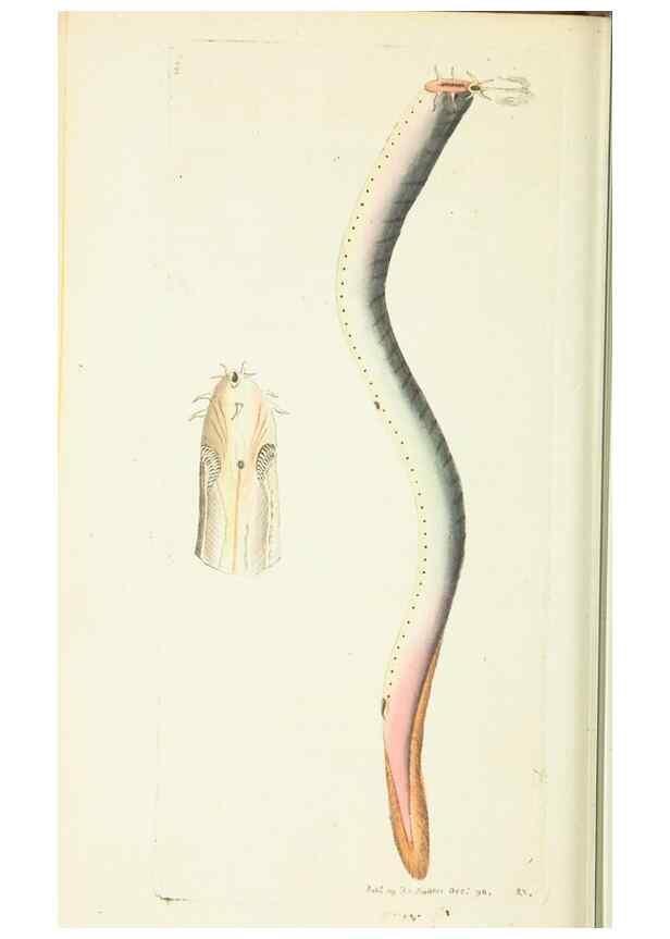 Reproducción/Reproduction 30647613412: The naturalist's miscellany, or Coloured figures of natural objects. London :Printed for Nodder & Co.,1789-1813