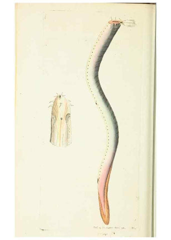 Reproducción/Reproduction 30647613412: The naturalist's miscellany, or Coloured figures of natural objects. London :Printed for Nodder & Co.,1789-1813