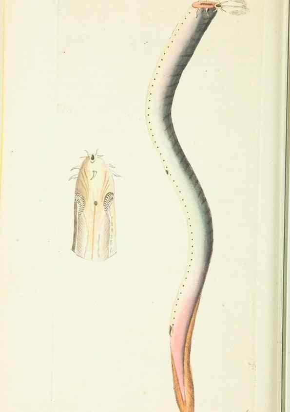 Reproducción/Reproduction 30647613412: The naturalist's miscellany, or Coloured figures of natural objects. London :Printed for Nodder & Co.,1789-1813