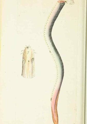 Reproducción/Reproduction 30647613412: The naturalist's miscellany, or Coloured figures of natural objects. London :Printed for Nodder & Co.,1789-1813