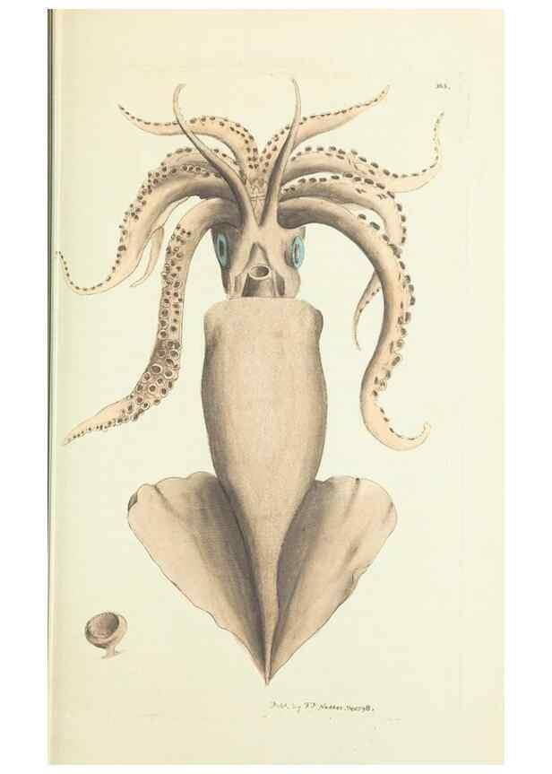Reproducción/Reproduction 30647614362: The naturalist's miscellany, or Coloured figures of natural objects. London :Printed for Nodder & Co.,1789-1813