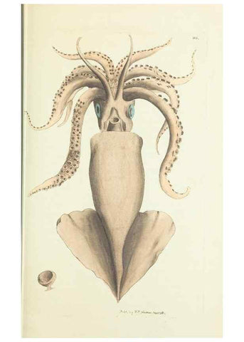 Reproducción/Reproduction 30647614362: The naturalist's miscellany, or Coloured figures of natural objects. London :Printed for Nodder & Co.,1789-1813