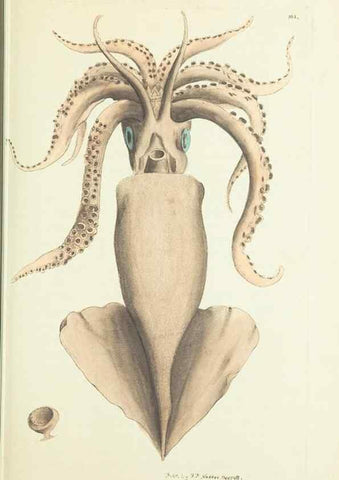 Reproducción/Reproduction 30647614362: The naturalist's miscellany, or Coloured figures of natural objects. London :Printed for Nodder & Co.,1789-1813